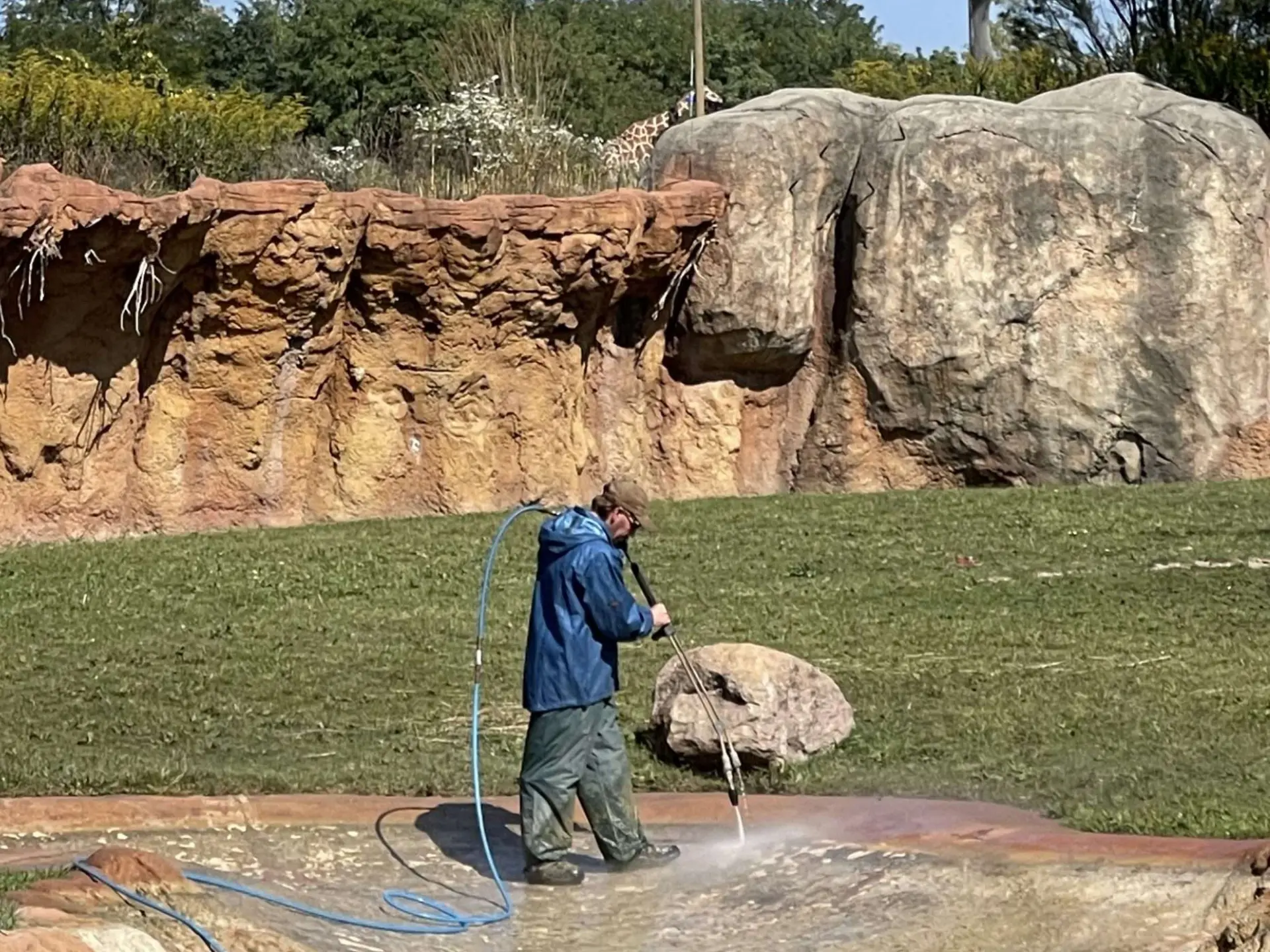 power clean technician pressure washing in the watering hole with a giraffe in the background at the columbus zoo and aquarium