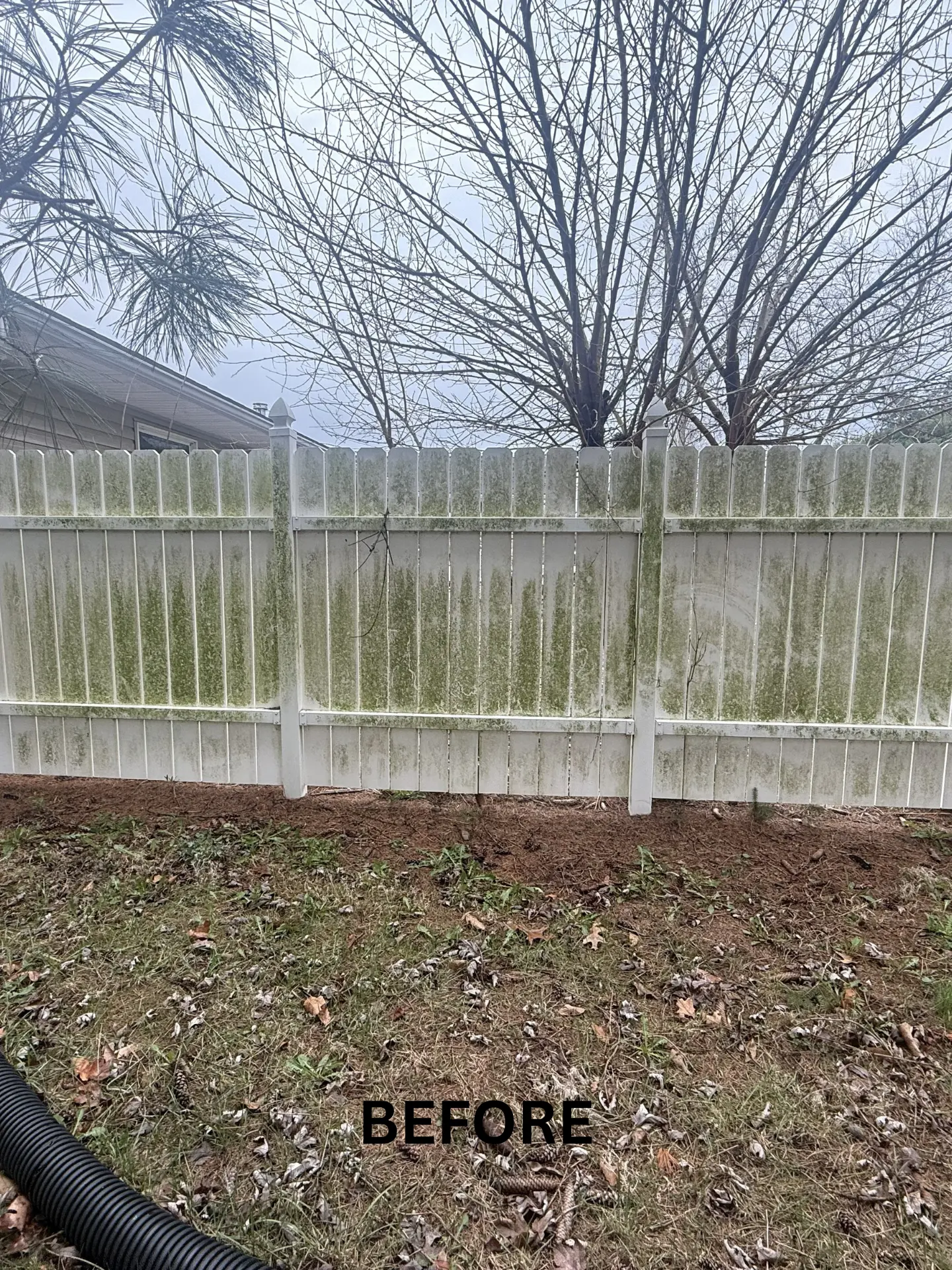 green-algae-fence-cleaning-before white privacy fencing with green algae growing before being pressure washed by power clean