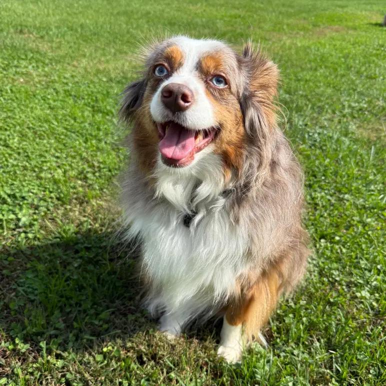 Ollie